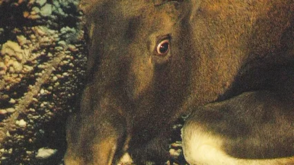 В Нижнекамском районе выявили факт незаконной охоты на лося и косулю - НТР 24