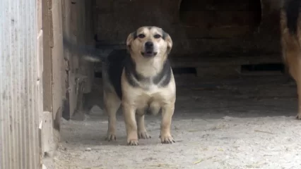При правительстве Татарстана создадут рабочую группу по вопросам обращения с животными - НТР 24