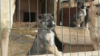 Животные приюта «Дорога домой» нуждаются в срочной помощи неравнодушных нижнекамцев - НТР 24