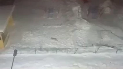 В казанском жилом комплексе была замечена дикая рысь - НТР 24