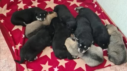 В Нижнекамске молодой человек спас девять щенков, которых бросили в мешках на поле - НТР 24