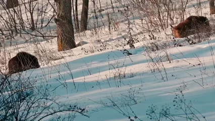 Нижнекамец встретил в лесу семейство кабанов - НТР 24