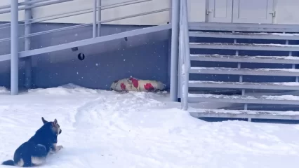 Собачья преданность: нижнекамский Хатико не отходит от тела сбитого товарища больше суток - НТР 24