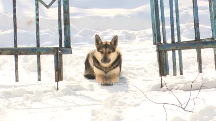 В Нижнекамске дворняжке, потерявшей своего друга, хотят найти хозяев - НТР 24