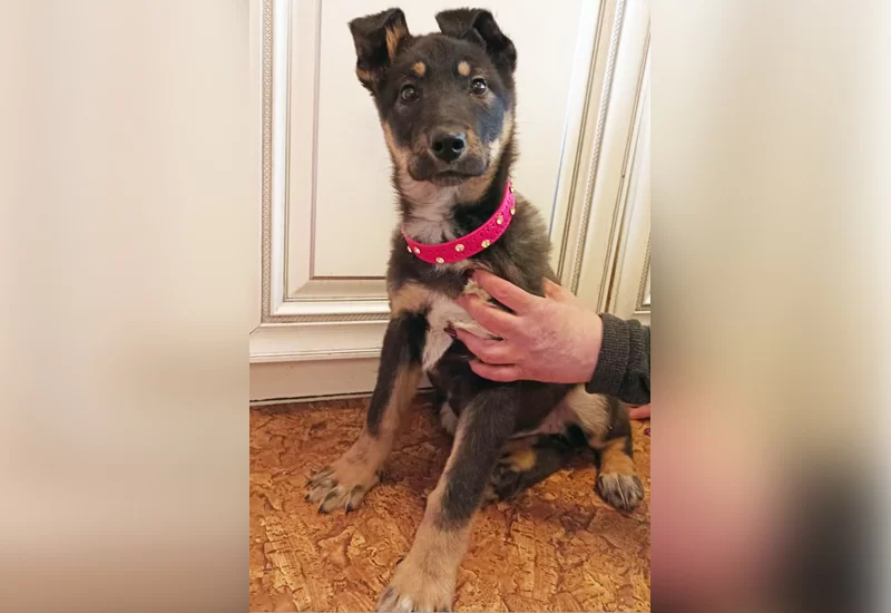 «Забери меня домой»: Кнопу спасла собака-донор