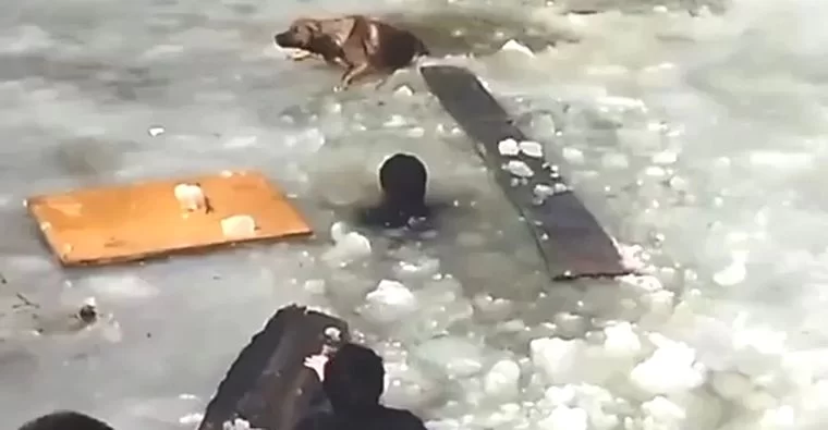 В Татарстане прохожие залезли в пруд и спасли собаку, провалившуюся под лёд — видео