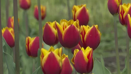 В России предлагают переименовать Международный женский день - НТР 24