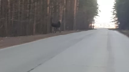 Водителей предупредили о лосях на дороге под Нижнекамском - НТР 24