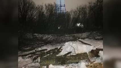 В исполкоме Нижнекамска объяснили причину вырубки деревьев в парке «СемьЯ» - НТР 24