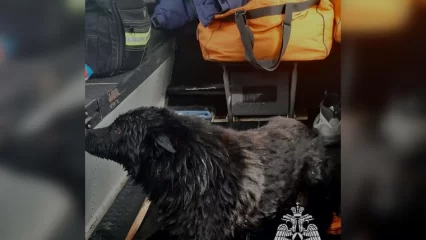В Татарстане спасатели вытащили провалившегося под лед пса