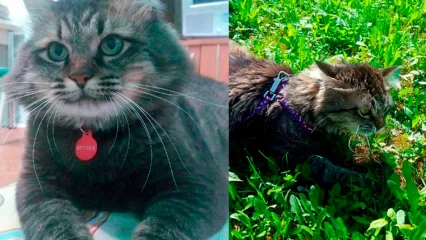 В Нижнекамске пропал популярный в тиктоке кот  - НТР 24