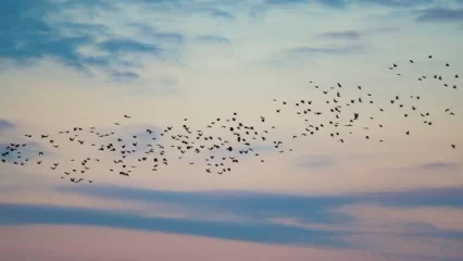В Татарстан прилетели предвестники весны - НТР 24