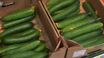 В Татарстане впервые с начала года подешевели огурцы - НТР 24
