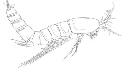 Татарстанцы открыли новые виды ракообразных в Арктике - НТР 24