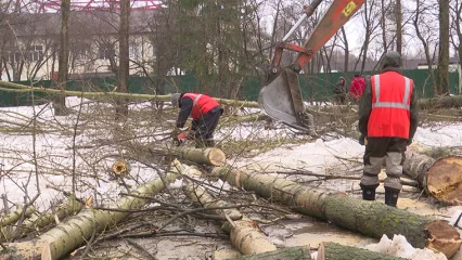 На месте спиленных деревьев в нижнекамском парке «СемьЯ» посадят сосны и голубые ели