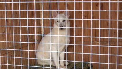 В Нижнекамске назначили нового отловщика собак - НТР 24