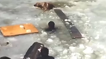 В Татарстане прохожие залезли в пруд и спасли собаку, провалившуюся под лёд — видео