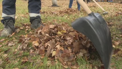 Нижнекамским студентам предлагают очистить улицы от мусора и получить за это деньги - НТР 24