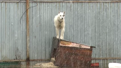 «Собаки просто погибнут»: нижнекамский приют уходит под воду, нужна срочная откачка воды - НТР 24