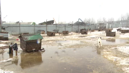 В нижнекамский приют для бездомных собак направят спецтехнику для откачки талых вод - НТР 24
