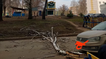 В Нижнекамске упавшая берёза чуть не задела дедушку и автомобиль - НТР 24