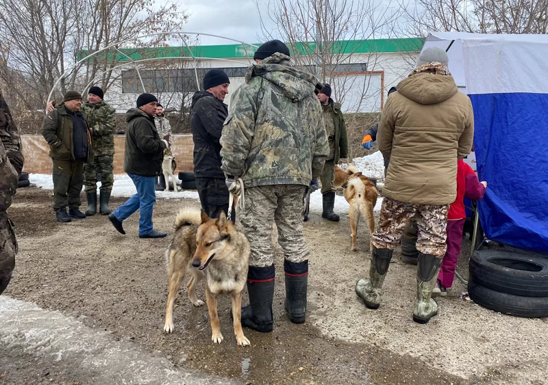 Выставка охотничьих собак в Нижнекамске