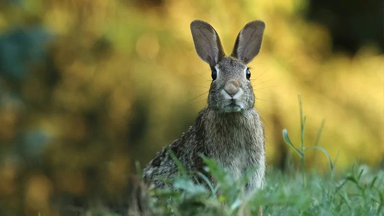 В Татарстане за год увеличилась численность зайца-русака, тетерева, глухаря и куропатки