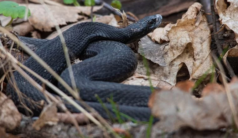 Жителей Нижнекамска предупредили о ядовитых змеях в лесу