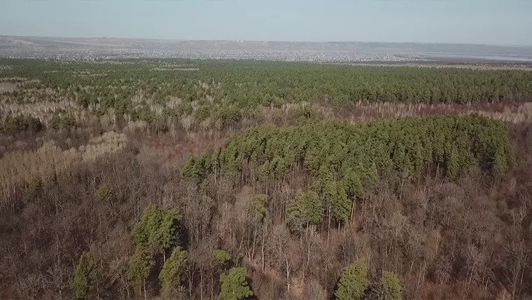 В Татарстане посадят новые лесокультуры почти на 1,5 тыс. гектаров