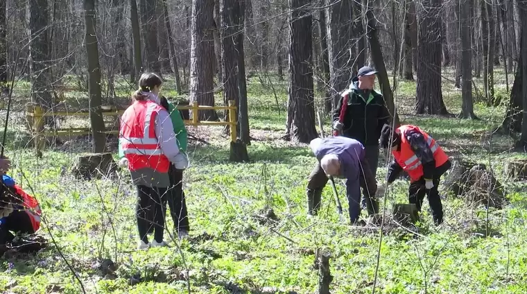 29 апреля в лесах Татарстана высадят деревья в рамках акции «Сад памяти»