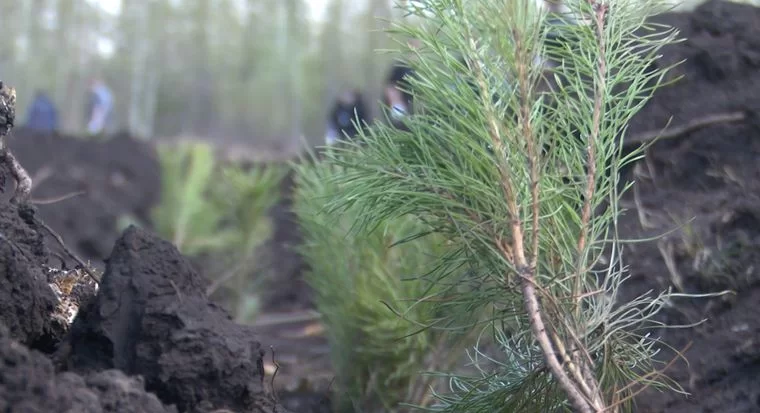 В Нижнекамске на территории будущего индустриального парка «Этилен-600» высадили 6 тысяч сосен