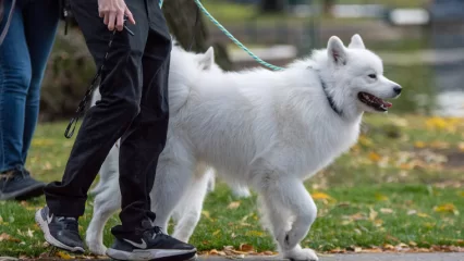 У татарстанцев будут формировать культуру ответственного отношения к домашним животным - НТР 24