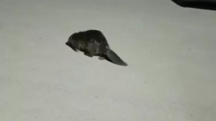 В Татарстане сняли на видео бобра, гуляющего около дворца бракосочетания - НТР 24