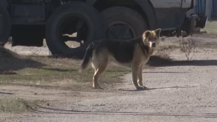 Дума рассмотрит законопроект, разрешающий усыплять агрессивных бездомных собак — он получил одобрение правительства - НТР 24