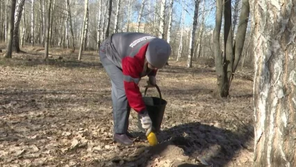 В этом году в Нижнекамске увеличат площадь обработки от мышей - НТР 24