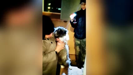 В Нижнекамске сотрудник домоуправления спас Максика, который провалился в расщелину - НТР 24