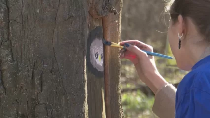 Нижнекамцы рисуют на деревьях с морозобоинами