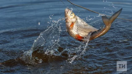 В Татарстане вводится запрет на промышленное рыболовство с 25 апреля по 5 июня - НТР 24