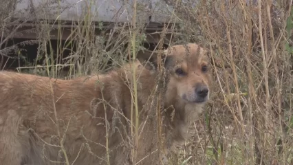 В Татарстане будут использовать ИИ для отлова бездомных собак