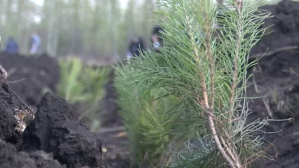 В Нижнекамске на территории будущего индустриального парка «Этилен-600» высадили 6 тысяч сосен