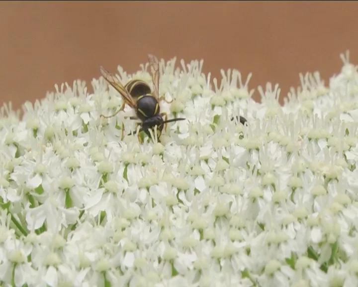 В Минсельхозпроде РТ рассказали, как предотвратить массовую гибель пчел