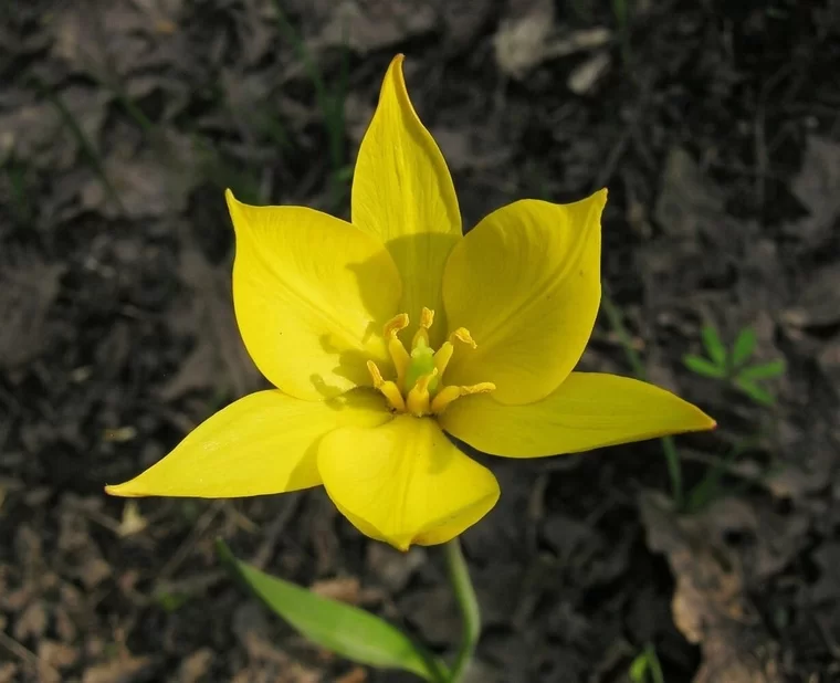 Тюльпан Биберштейна (Tulipa bibersteiniana Scult. et Schult. fil.)