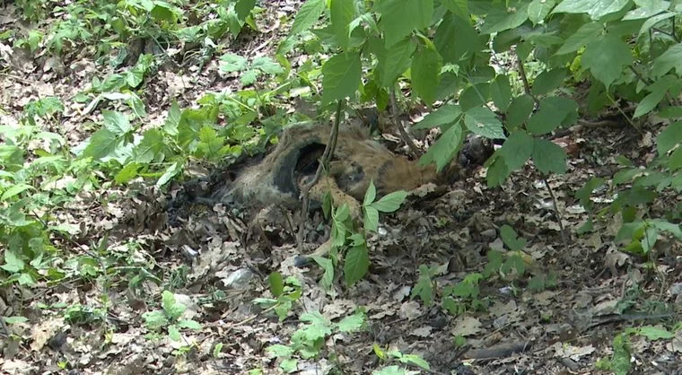 В Нижнекамске в лесу у родника обнаружили трупы животных
