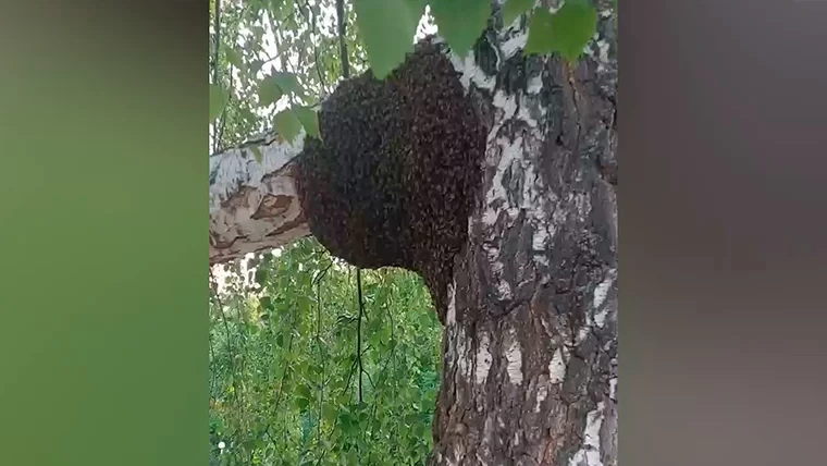Нижнекамцы заметили рой пчёл на дереве рядом с детской площадкой