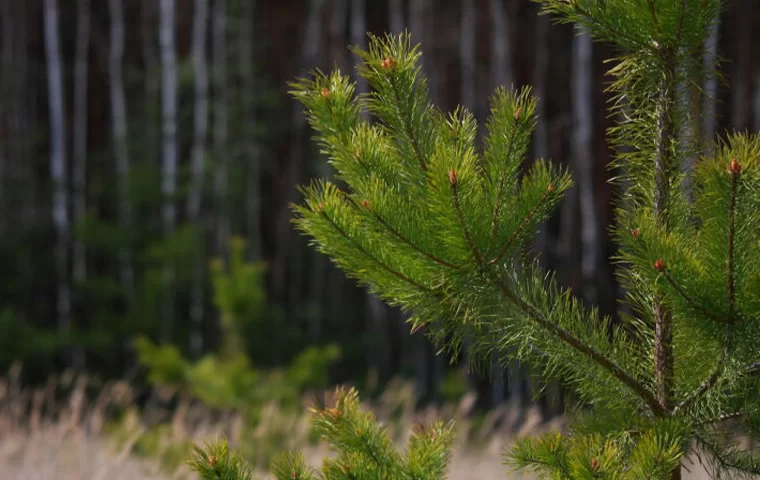Минниханов вручил минлесхозу Татарстана сертификат на 28 лесопатрульных машин