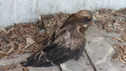В Татарстане спасли раненого краснокнижного орла-карлика