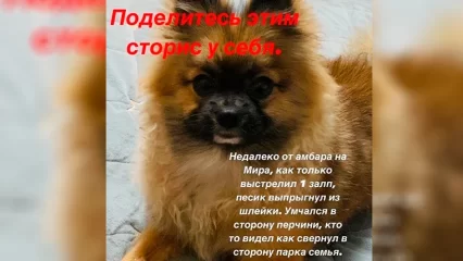 В Нижнекамске ищут испугавшегося залпа салюта пёсика - НТР 24