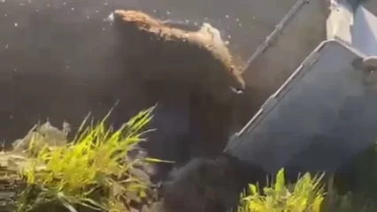 В Татарстане спасли застрявшего в навозной яме бобра - НТР 24