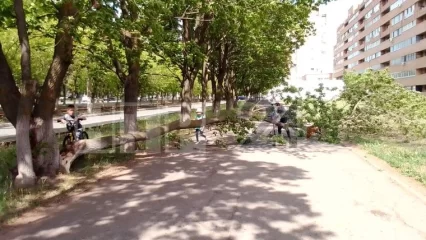 В Нижнекамске на тротуар рухнуло дерево - НТР 24