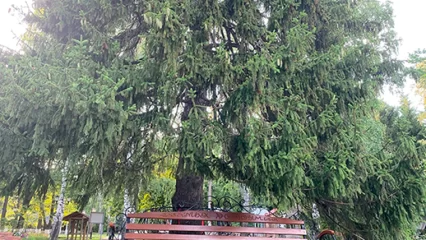 Ель из Татарстана участвует в национальном конкурсе на дерево года - НТР 24